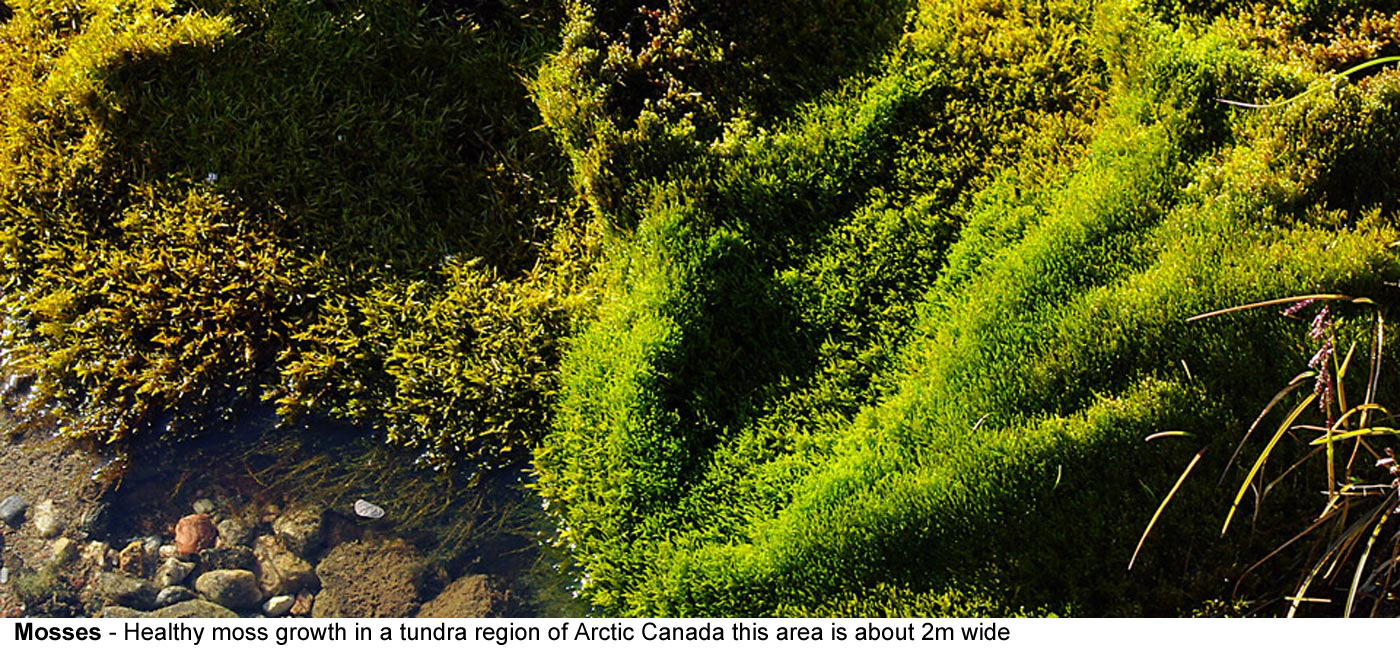 The Alluring Charm of Moss-Covered Ties