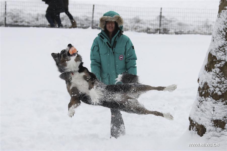 The Adventures of a Dog Named Tie and His Snowball Schnauzer Friends