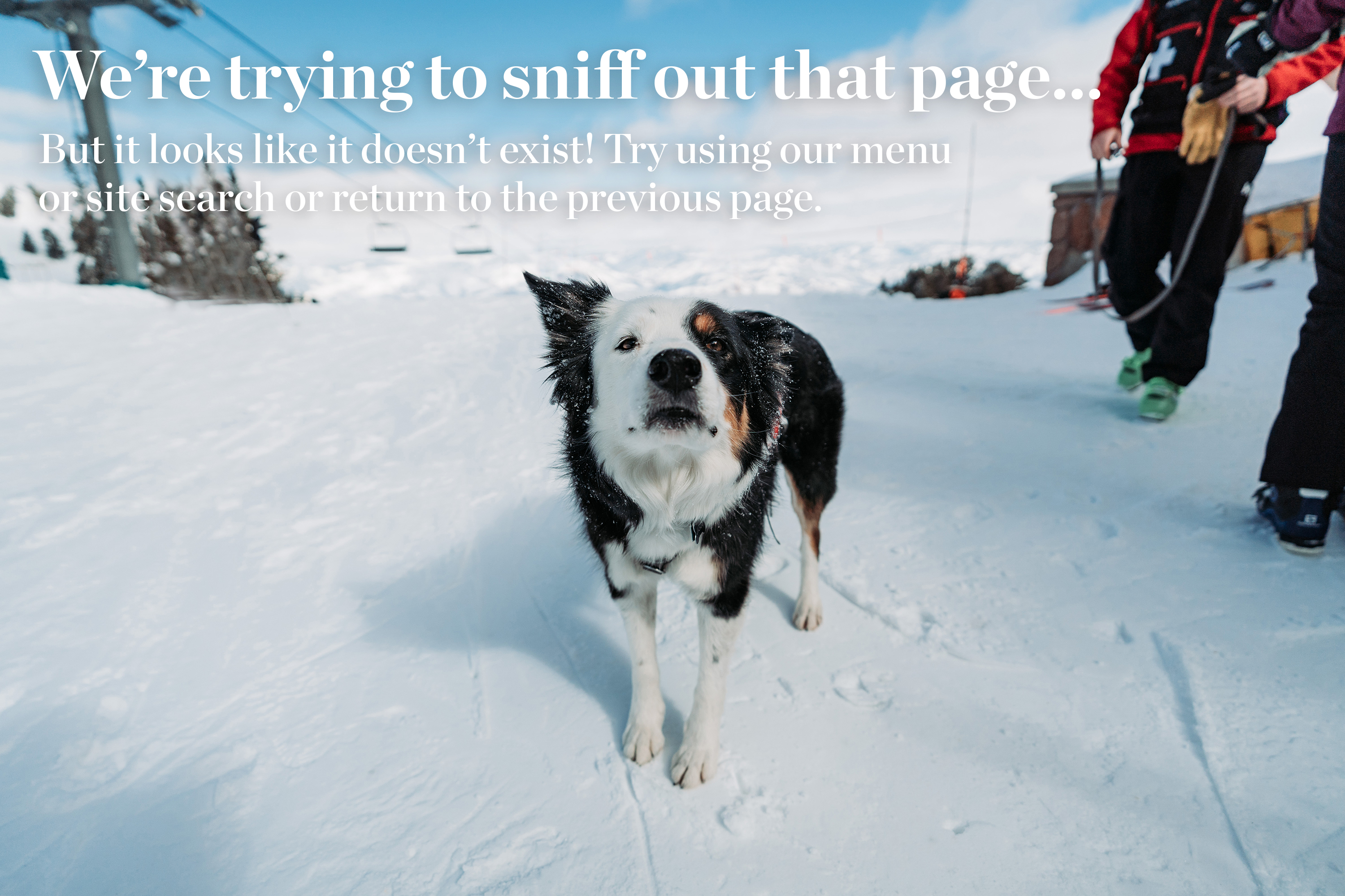 The Adventures of a Dog Named Tie and His Snowball Schnauzer Friends