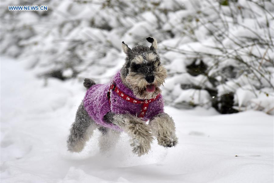 The Adventures of a Dog Named Tie and His Snowball Schnauzer Friends