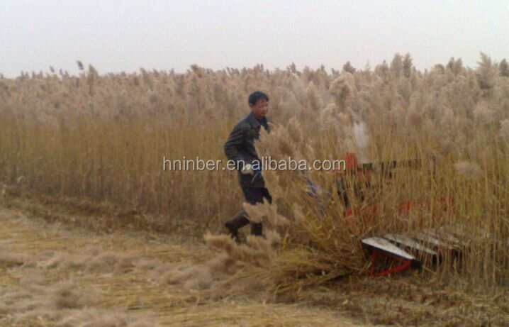 The Enchanting Charm of Wheat Stalk Ties