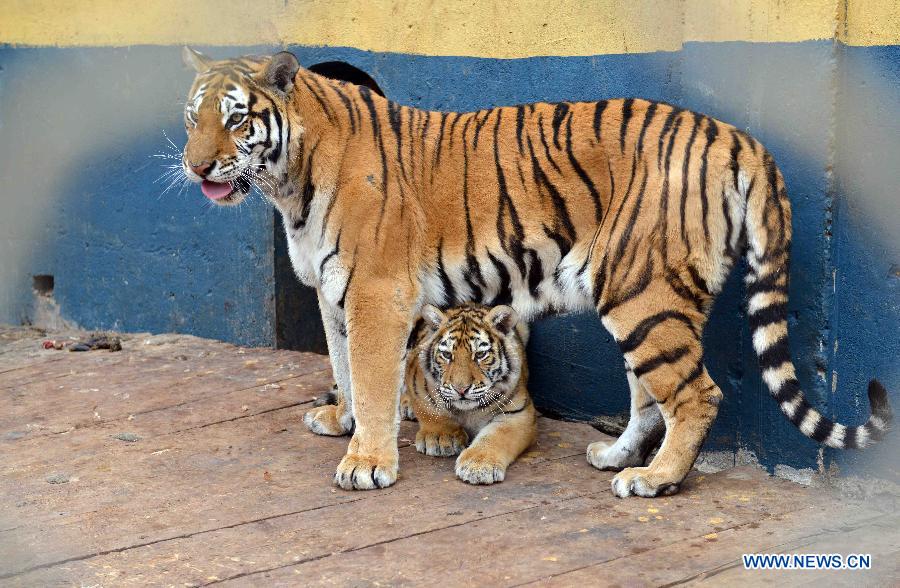 The Unique Charm of a Tiger-Stitched Tie