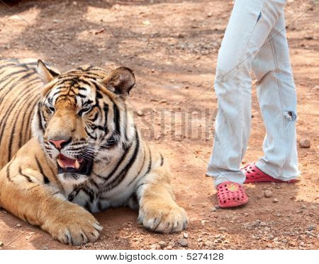 The Unique Charm of a Tiger-Stitched Tie