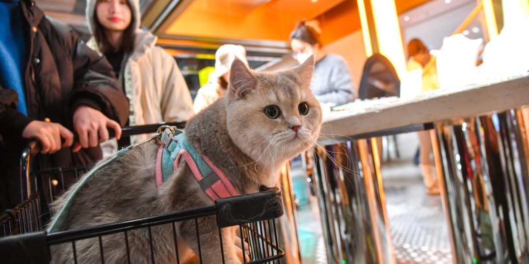 The Alluring World of Changsha Cat Cat Ties: A Journey Through Timeless Fashion