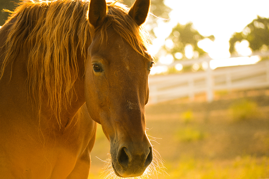 Riding a Horse and Tying Ties: A Tale of Adventure and Friendship