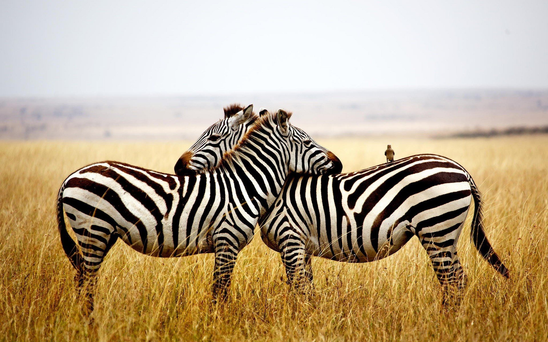 The Unique Charm of Zebra Tie Band