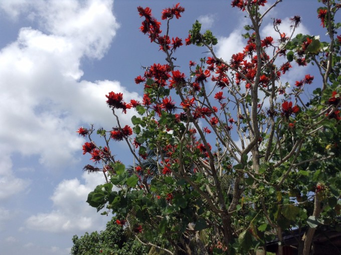 海南领带花，独特的自然美景