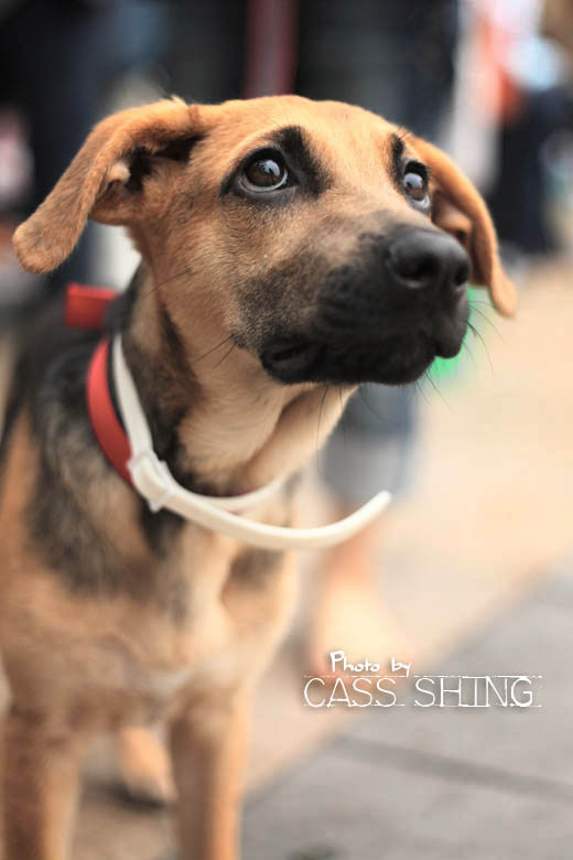 The Unique Charm of a Big Dogs Tie