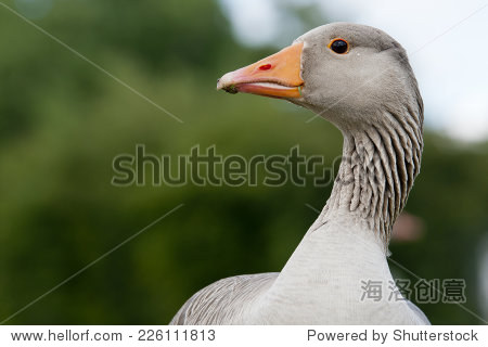 The Enigmatic Allure of the Goosehead Tie