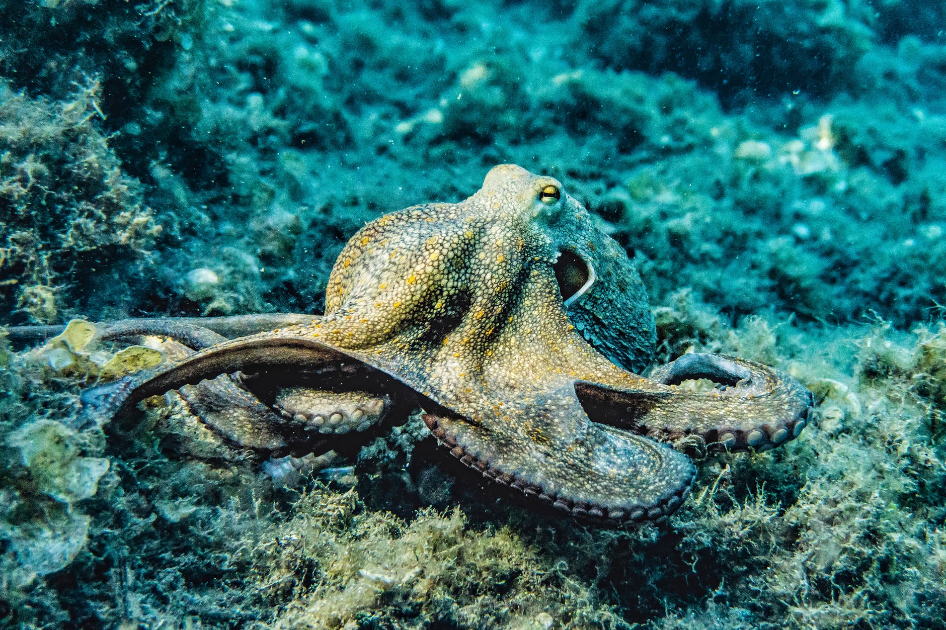 The Enigmatic Allure of Octopus Tie Photos