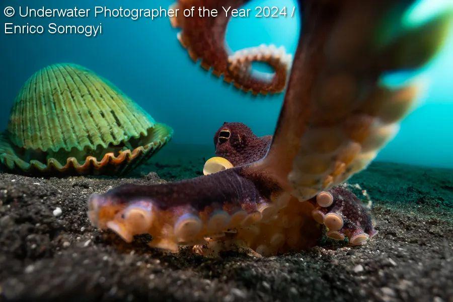 The Enigmatic Allure of Octopus Tie Photos