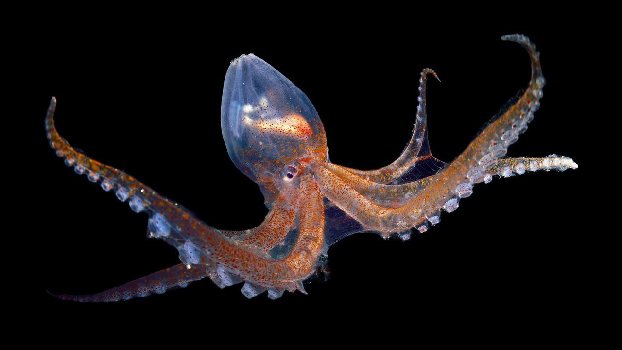 The Enigmatic Allure of Octopus Tie Photos