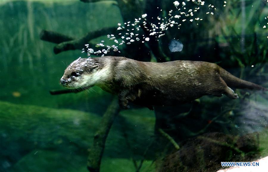 The Phenomenon of Otter Ties: A Fascination with Aquatic Wildlife Fashion