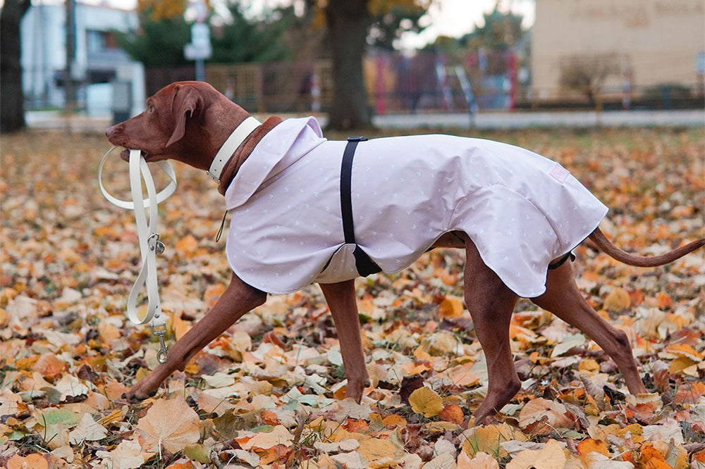 The Unique Fashion of Dogs: Collars and Leashes