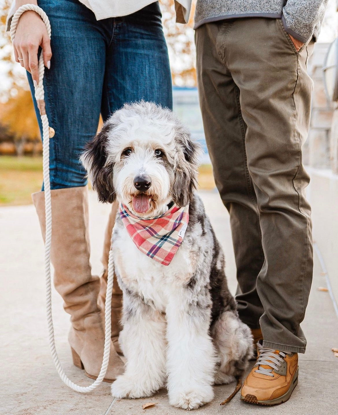 The Unique Fashion of Dogs: Collars and Leashes