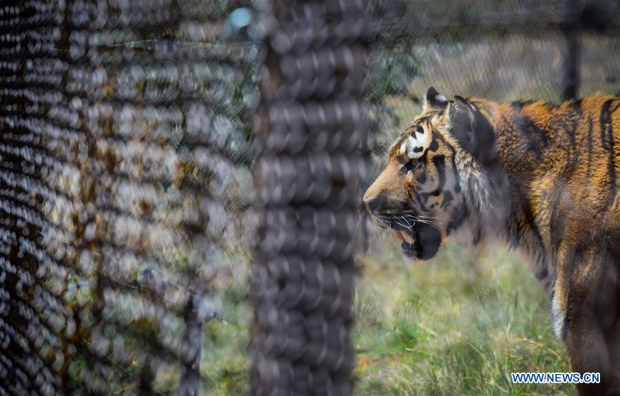 The Majestic Allure of Tiger and Leopard Ties: A Celebration of Strength and Beauty