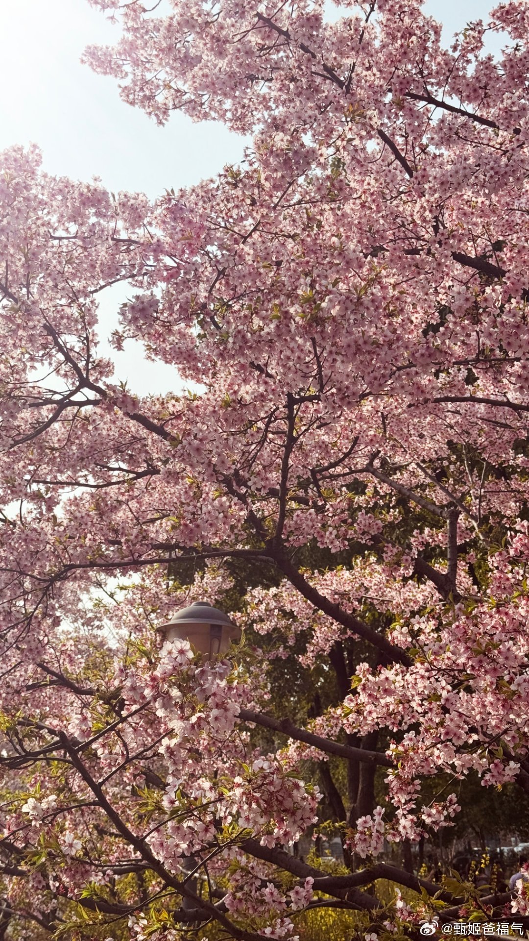 The Unique Charm of Okada-Sakuras Tie