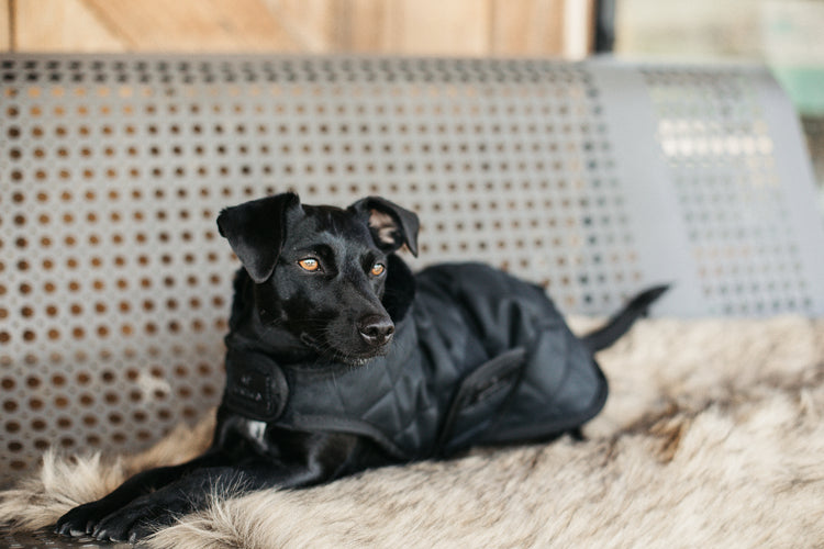 The Tale of the Black Dog Wearing a Tie