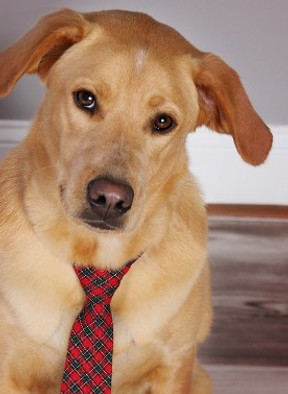 The Tale of the Black Dog Wearing a Tie