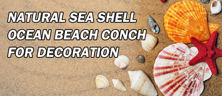 Sea Shell Tie: A Fashionable Accessory with a Natural Charm