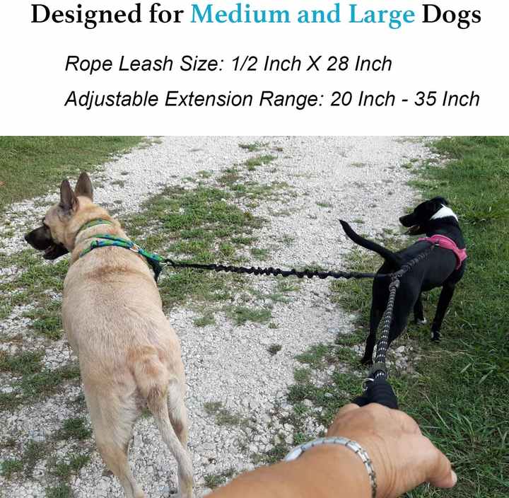 Attaching a Leash to a Dog