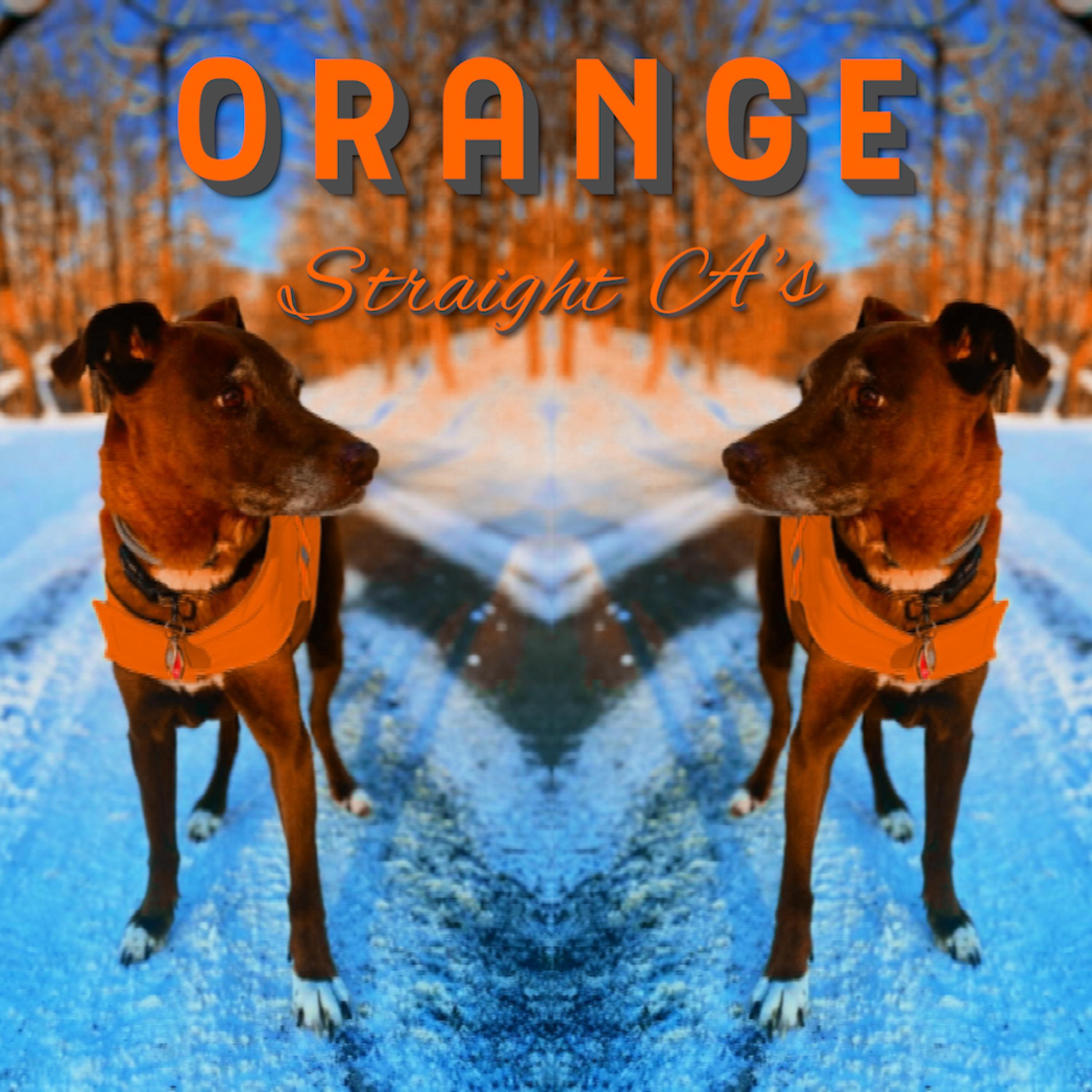 Orange Dog Tie: A Tale of Creativity and Character