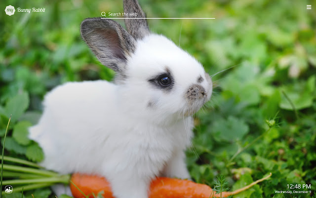 The Unique Charm of a Tie Rabbit Wallpaper