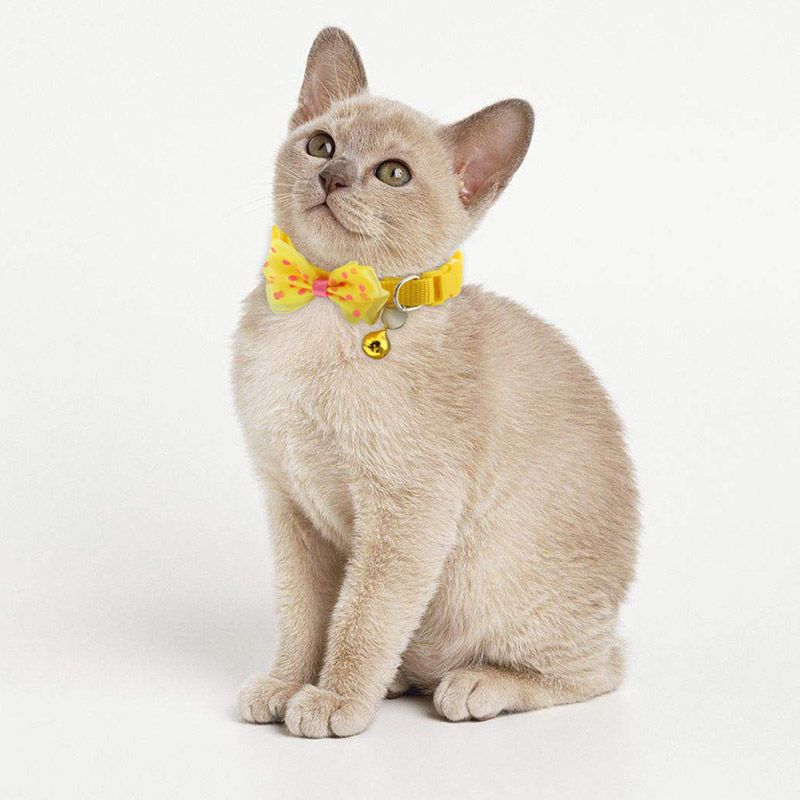 The Unique Charm of a Collar Cat Tie