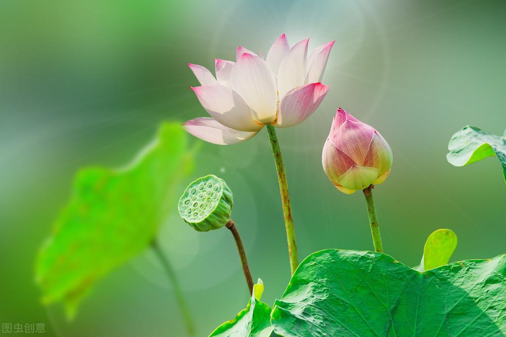 The Story of a Pink Flower Tie